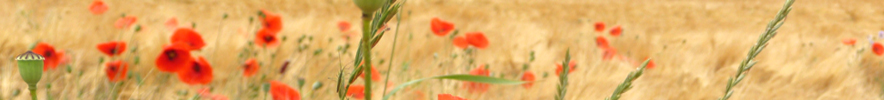 mohn