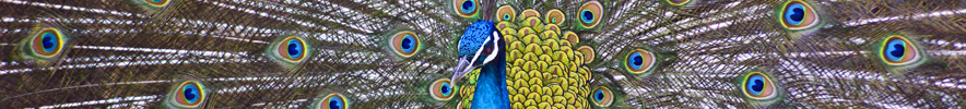 pfau